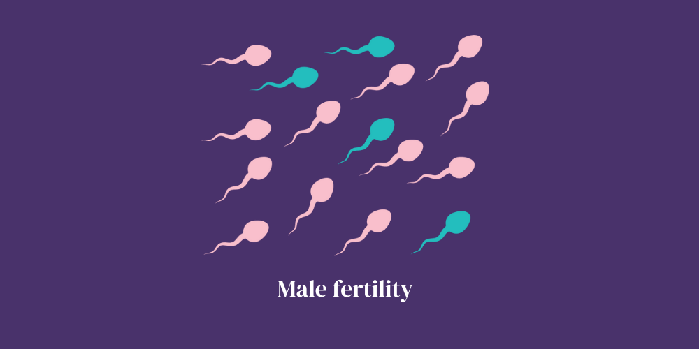 Male fertility semen analysis